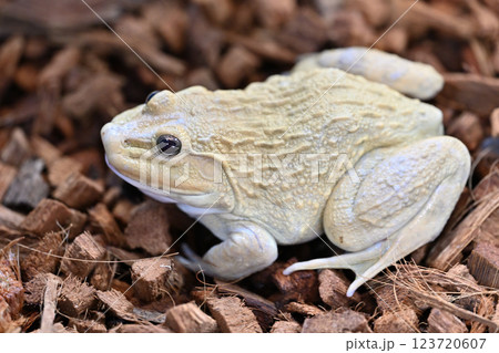 ババトラフガエル 123720607