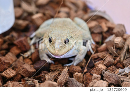 ババトラフガエル 123720609