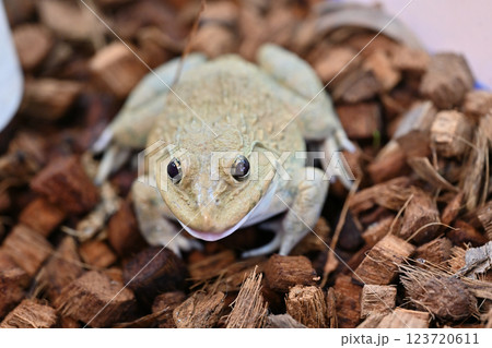 ババトラフガエル 123720611