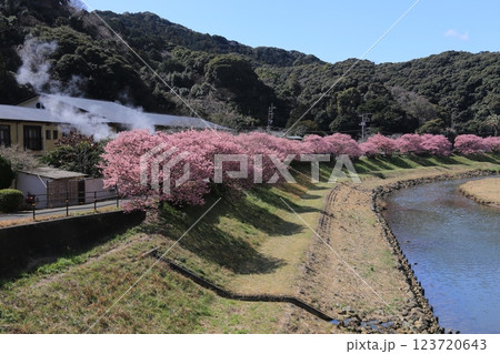 南伊豆町の桜満開 123720643