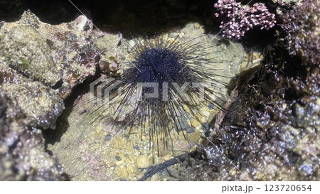 ガンガゼ 123720654