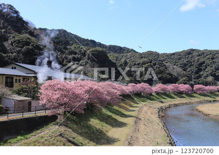 南の桜が満開 123720700