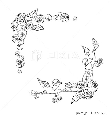 Blueberry blackberry bunch with plant leaves on branch hand drawn in ink vector, ripe forest berry. Isolated botanical illustration garland frame corner. Restaurant, cafe, wedding menu, farmers market 123720728