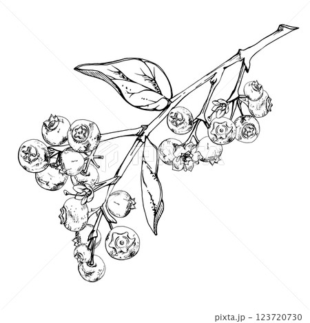 Blueberry blackberry with plant leaves on branch, hand drawn in ink vector, cluster group ripe forest berry. Isolated botanical illustration, for restaurant, dessert cafe menu, wedding, farmers market Blueberry blackberry with plant leaves on branch, hand drawn in ink vector, cluster group ripe forest berry. Isolated botanical illustration, for restaurant, dessert cafe menu, wedding, farmers market 123720730