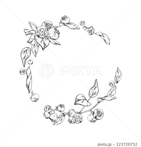 Blueberry blackberry bunch with plant leaves on branch, hand drawn in ink vector, ripe forest berry. Isolated botanical illustration wreath garland frame for recipe book, wedding menu, farmers market Blueberry blackberry bunch with plant leaves on branch, hand drawn in ink vector, ripe forest berry. Isolated botanical illustration wreath garland frame for recipe book, wedding menu, farmers market 123720732