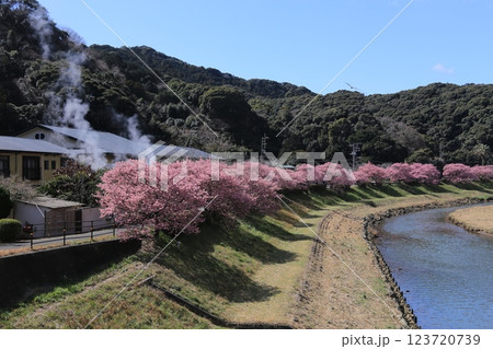 南の桜が満開 123720739