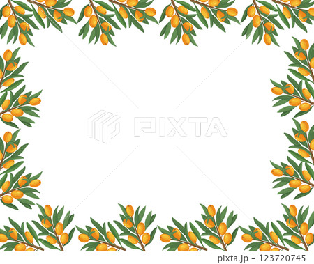 Decorative sea buckthorn banner with branches, berries, and leaves. Fruit template with sea buckthorn branches, square vector background. Decorative sea buckthorn banner with branches, berries, and leaves. Fruit template with sea buckthorn branches, square vector background. 123720745