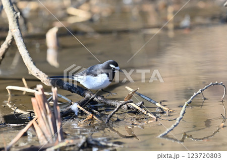 セグロセキレイ 123720803