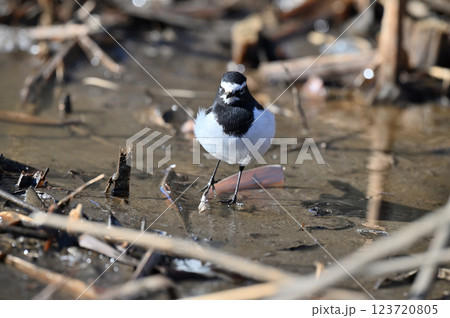 セグロセキレイ 123720805