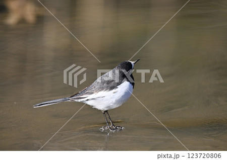 セグロセキレイ 123720806