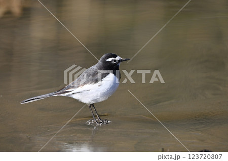 セグロセキレイ セグロセキレイ 123720807