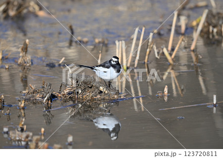 セグロセキレイ セグロセキレイ 123720811
