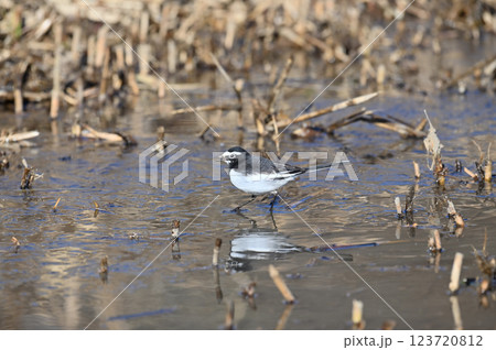 セグロセキレイ 123720812