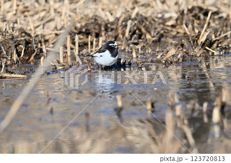 セグロセキレイ 123720813