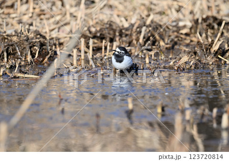 セグロセキレイ セグロセキレイ 123720814