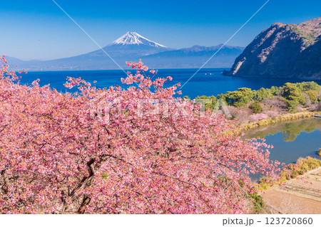 【静岡県】河津桜咲く西伊豆井田から、海越しの富士山 123720860