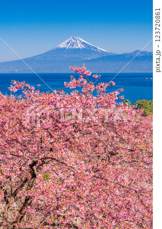 【静岡県】河津桜咲く西伊豆井田から、海越しの富士山 【静岡県】河津桜咲く西伊豆井田から、海越しの富士山 123720861