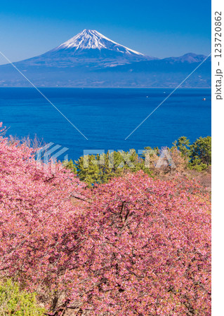 【静岡県】河津桜咲く西伊豆井田から、海越しの富士山 【静岡県】河津桜咲く西伊豆井田から、海越しの富士山 123720862