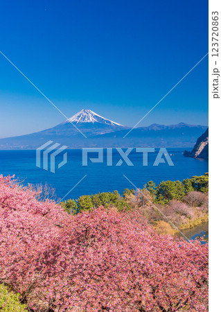 【静岡県】河津桜咲く西伊豆井田から、海越しの富士山 【静岡県】河津桜咲く西伊豆井田から、海越しの富士山 123720863