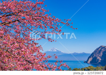 【静岡県】河津桜咲く西伊豆井田から、海越しの富士山 【静岡県】河津桜咲く西伊豆井田から、海越しの富士山 123720872