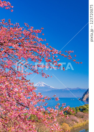 【静岡県】河津桜咲く西伊豆井田から、海越しの富士山 【静岡県】河津桜咲く西伊豆井田から、海越しの富士山 123720875