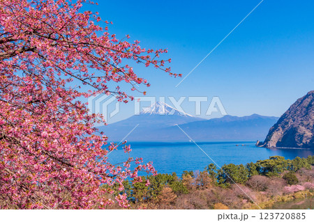 【静岡県】河津桜咲く西伊豆井田から、海越しの富士山 123720885