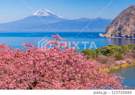 【静岡県】河津桜咲く西伊豆井田から、海越しの富士山 123720889
