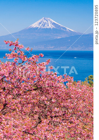 【静岡県】河津桜咲く西伊豆井田から、海越しの富士山 123720895