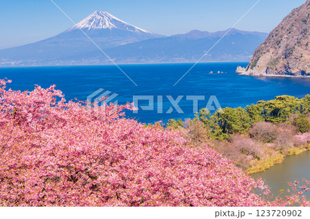 【静岡県】河津桜咲く西伊豆井田から、海越しの富士山 【静岡県】河津桜咲く西伊豆井田から、海越しの富士山 123720902