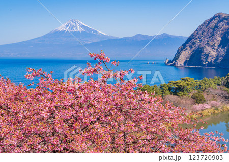 【静岡県】河津桜咲く西伊豆井田から、海越しの富士山 123720903