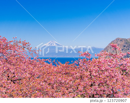 【静岡県】河津桜咲く西伊豆井田から、海越しの富士山 123720907