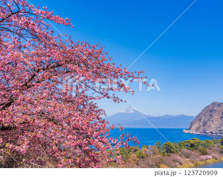 【静岡県】河津桜咲く西伊豆井田から、海越しの富士山 【静岡県】河津桜咲く西伊豆井田から、海越しの富士山 123720909