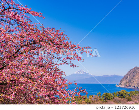 【静岡県】河津桜咲く西伊豆井田から、海越しの富士山 【静岡県】河津桜咲く西伊豆井田から、海越しの富士山 123720910