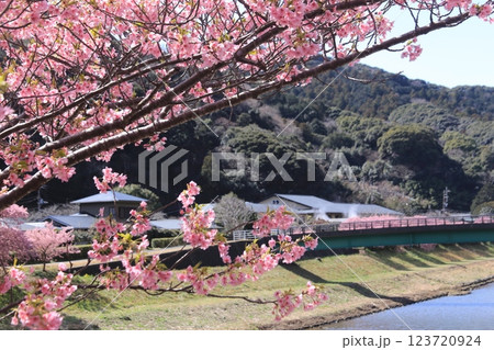 南の桜が満開 123720924