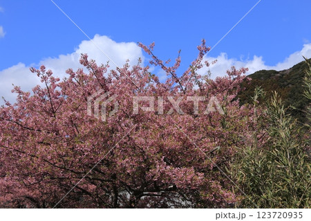 南の桜が満開 123720935