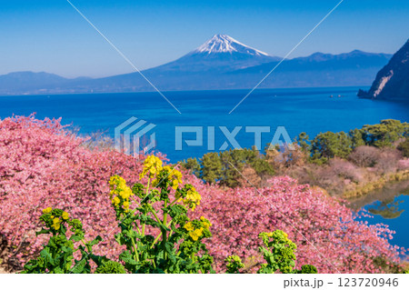 【静岡県】菜の花と河津桜咲く西伊豆井田から、海越しの富士山 123720946