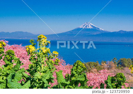 【静岡県】菜の花と河津桜咲く西伊豆井田から、海越しの富士山 123720950