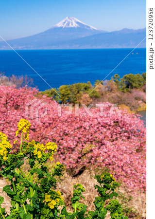 【静岡県】菜の花と河津桜咲く西伊豆井田から、海越しの富士山 【静岡県】菜の花と河津桜咲く西伊豆井田から、海越しの富士山 123720956