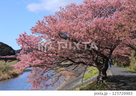 南の桜が満開 123720983