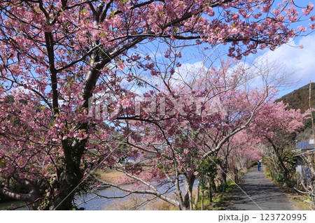 南の桜が満開 123720995