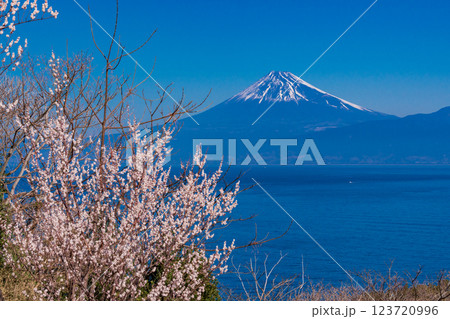 【静岡県】白梅と河津桜咲く西伊豆井田から、海越しの富士山 123720996