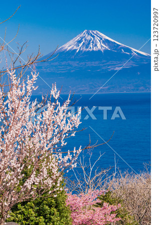 【静岡県】白梅と河津桜咲く西伊豆井田から、海越しの富士山 123720997