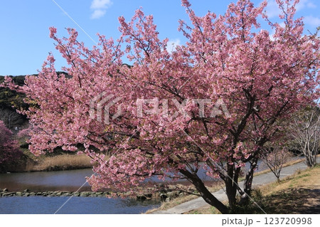 南の桜が満開 123720998