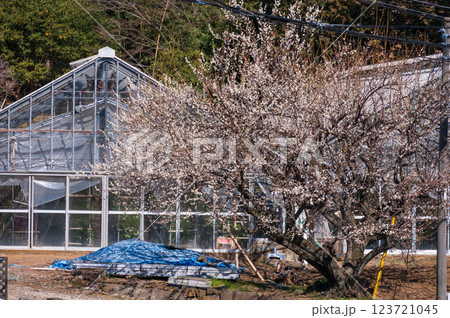 梅の木が咲く農村 123721045