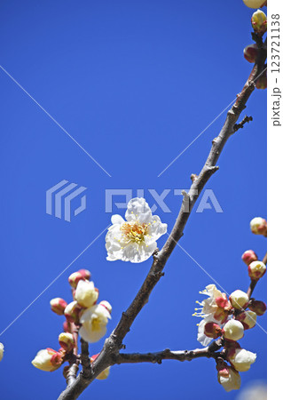 梅の花 123721138