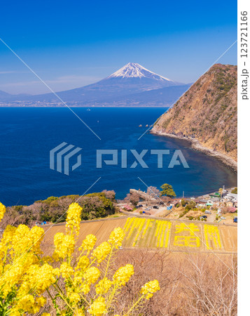 【静岡県】菜の花が美しい、西伊豆・煌めきの丘から望む富士山 123721166