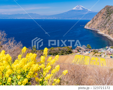 【静岡県】菜の花が美しい、西伊豆・煌めきの丘から望む富士山 123721172