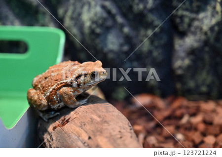 ミヤコヒキガエル 123721224