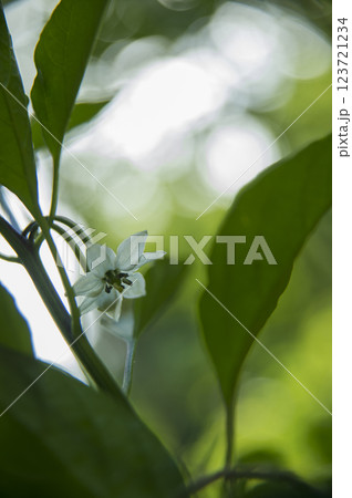 ピーマンの花 123721234