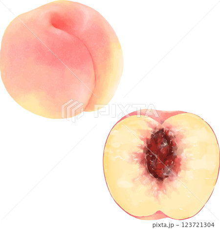 手描き桃 123721304